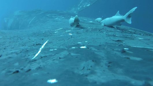 Rare footage shows sucker fish as they whale-surf in the ocean’s wildest joyride