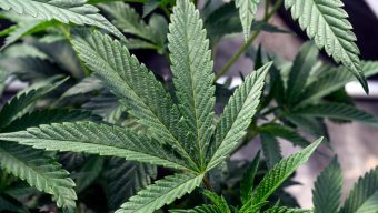 It’s possible to get addicted to pot. Here’s what to know