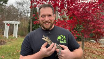 Small alligator rescued in Boston after slithering into the city’s heart on social media
