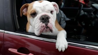 Pets contribute to greenhouse gases like us. Here’s how to reduce their carbon pawprint