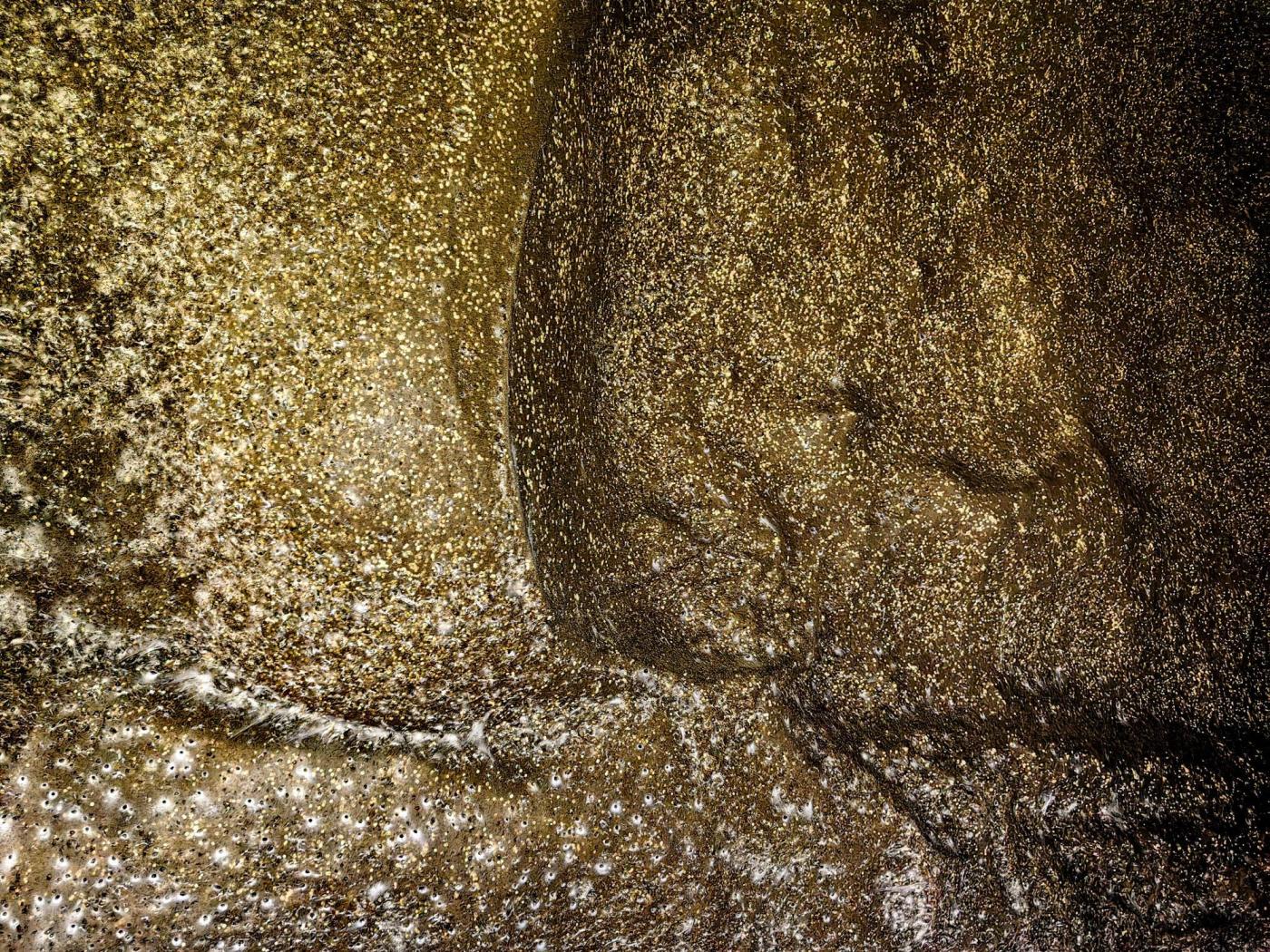 Arachnid super-web reveals the surprising ‘constant party’ life of cohabiting spiders