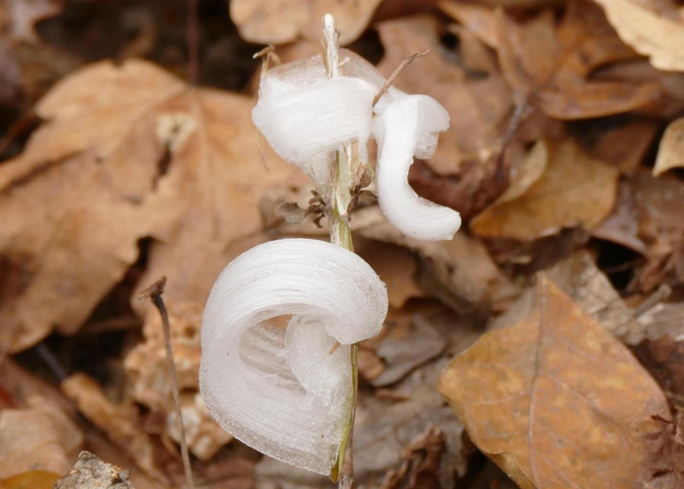 With one touch, they vanish. Meet the delicate, icy wonders called frost flowers