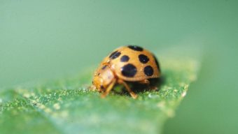 Why gardening mishaps are a (sometimes painful) part of the process