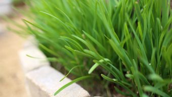 Chive talking: Why now is the time to plant these perennials