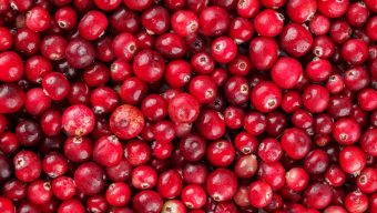 How to safely preserve your cranberries throughout the year