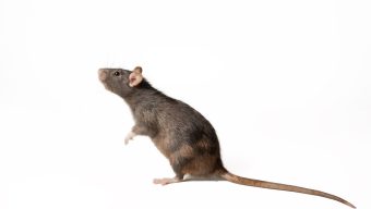 California has restricted use of more rodent poisons: What to know