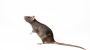 California has restricted use of more rodent poisons: What to know
