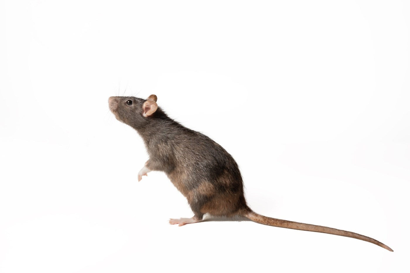 California has restricted use of more rodent poisons: What to know