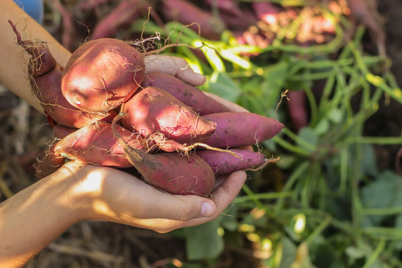 Why sweet potatoes are a year-round superfood to add to your diet