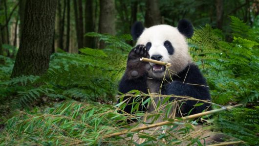 Why some bamboo species can be good choices for your garden