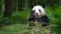Why some bamboo species can be good choices for your garden