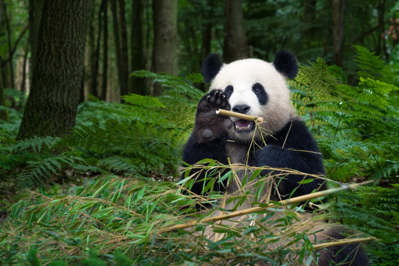 Why some bamboo species can be good choices for your garden
