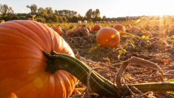 Let’s look at the best ways to preserve pumpkins and winter squash