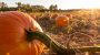 Let’s look at the best ways to preserve pumpkins and winter squash