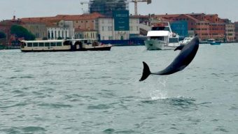 Venice’s newest marvel is a wild, acrobatic dolphin. His refusal to leave puts him in danger