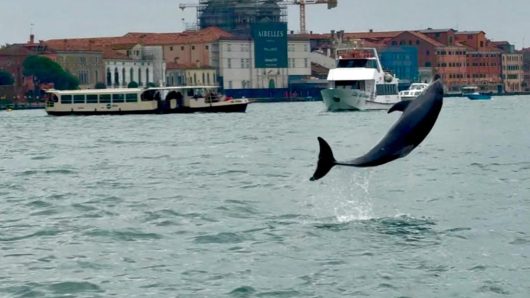 Venice’s newest marvel is a wild, acrobatic dolphin. His refusal to leave puts him in danger