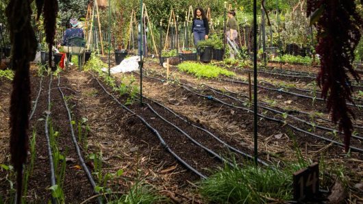 In a quiet neighborhood in Panorama City, a nonprofit urban farm is thriving