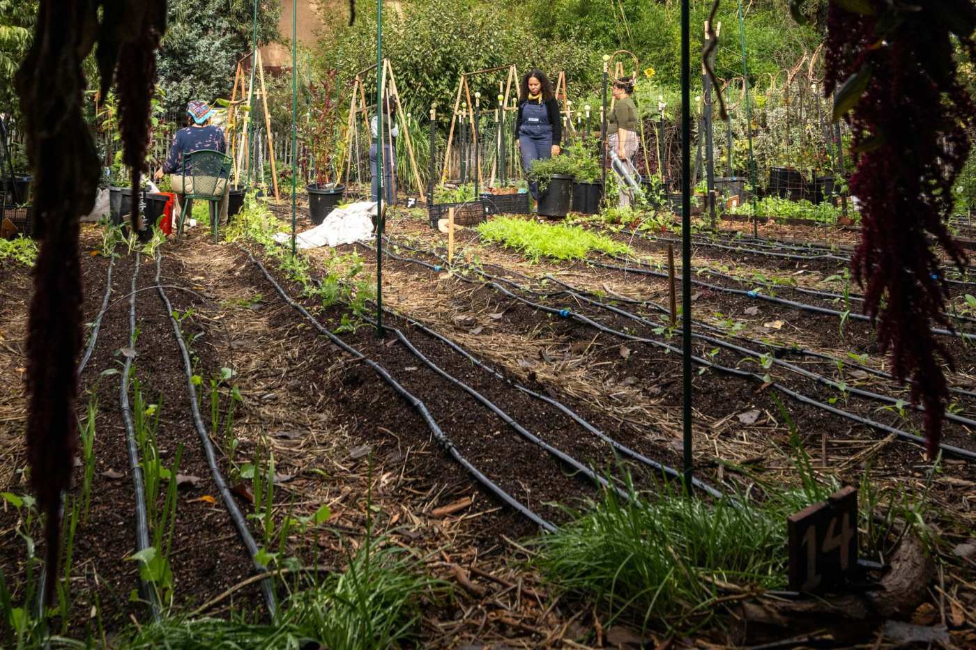 In a quiet neighborhood in Panorama City, a nonprofit urban farm is thriving