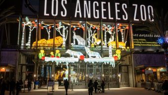 Called the city’s “wildest” holiday tradition, L.A. Zoo Lights: Animals Aglow is unveiled