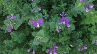 Why these gardeners are sharing their purple planting passions