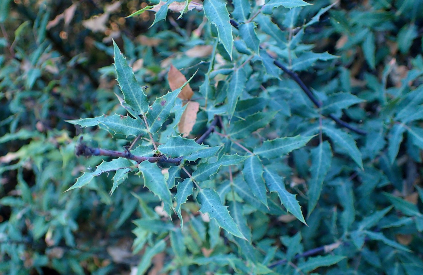 Why California native plants are the best option for privacy hedges