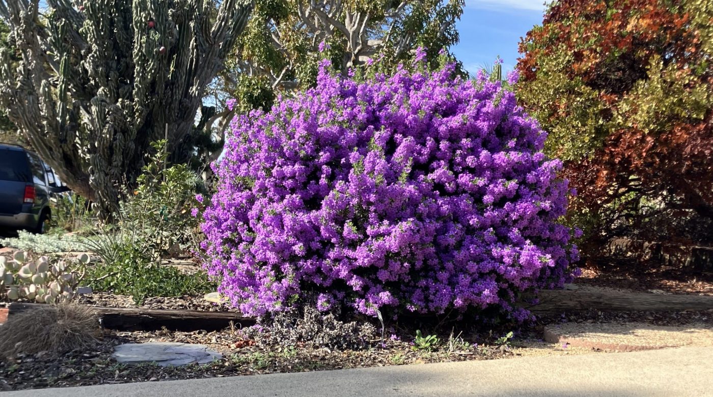 Why drought-tolerant Texas sage is a nearly maintenance-free garden plant