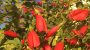 Why you should consider planting this sensational November blooming plant