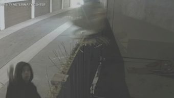 Abused dog thrown over Anaheim vet’s fence is in critical condition