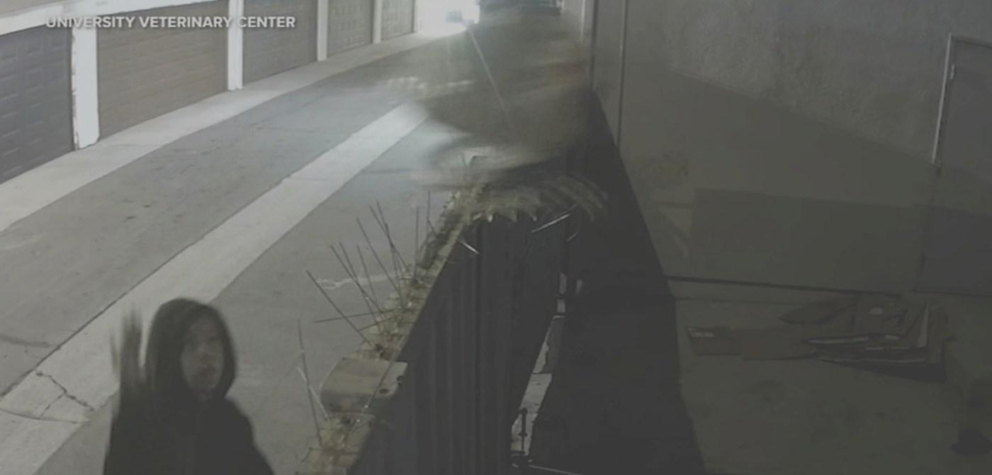 Abused dog thrown over Anaheim vet’s fence is in critical condition
