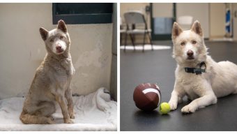 Column: ‘Giving Tuesday’ donations help animal shelter’s funding