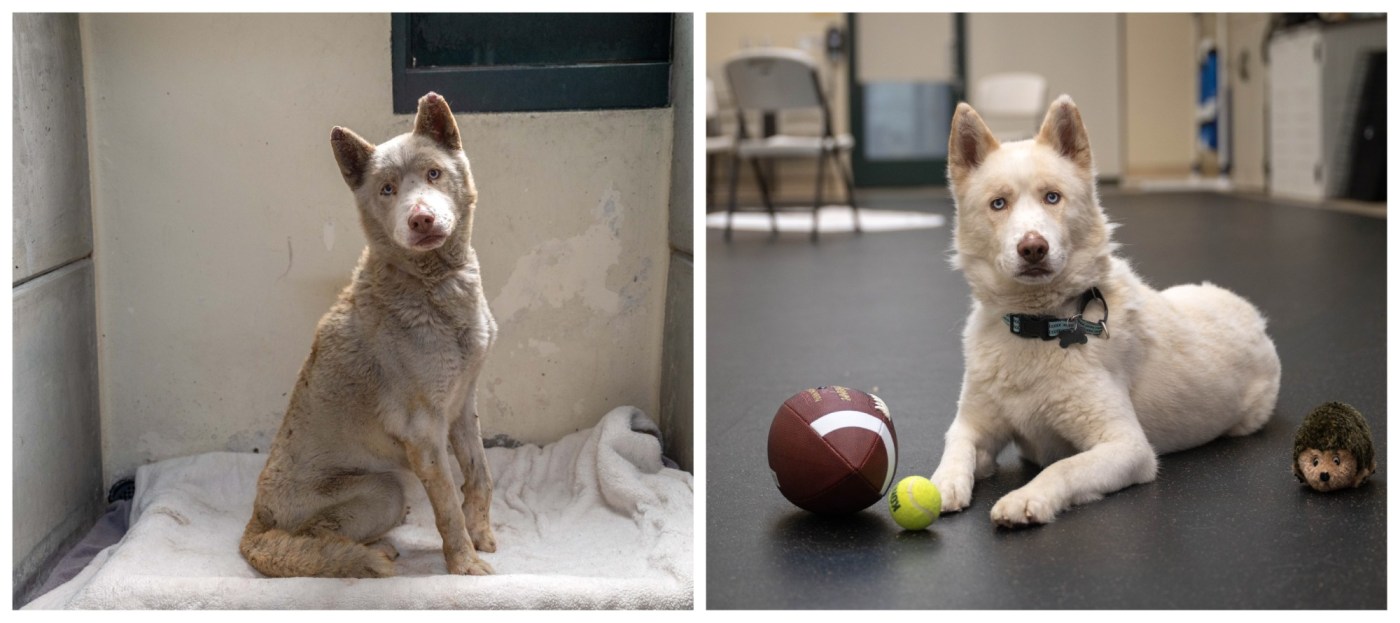 Column: ‘Giving Tuesday’ donations help animal shelter’s funding