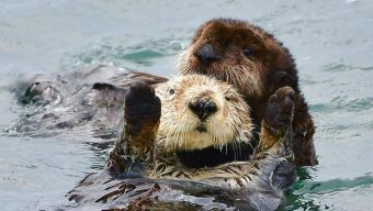 Baby sea otter is reunited with mother in central California after dramatic rescue