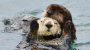 Baby sea otter is reunited with mother in central California after dramatic rescue