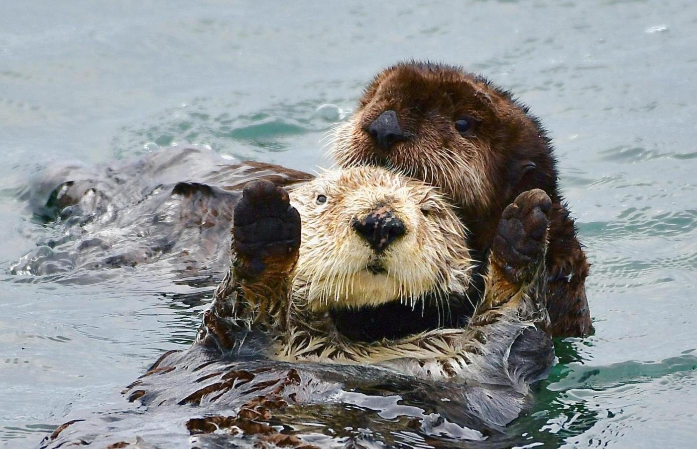 Baby sea otter is reunited with mother in central California after dramatic rescue
