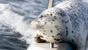 Seal escapes orca hunt by jumping onto photographer’s boat