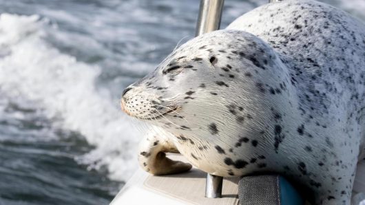 Seal escapes orca hunt by jumping onto photographer’s boat