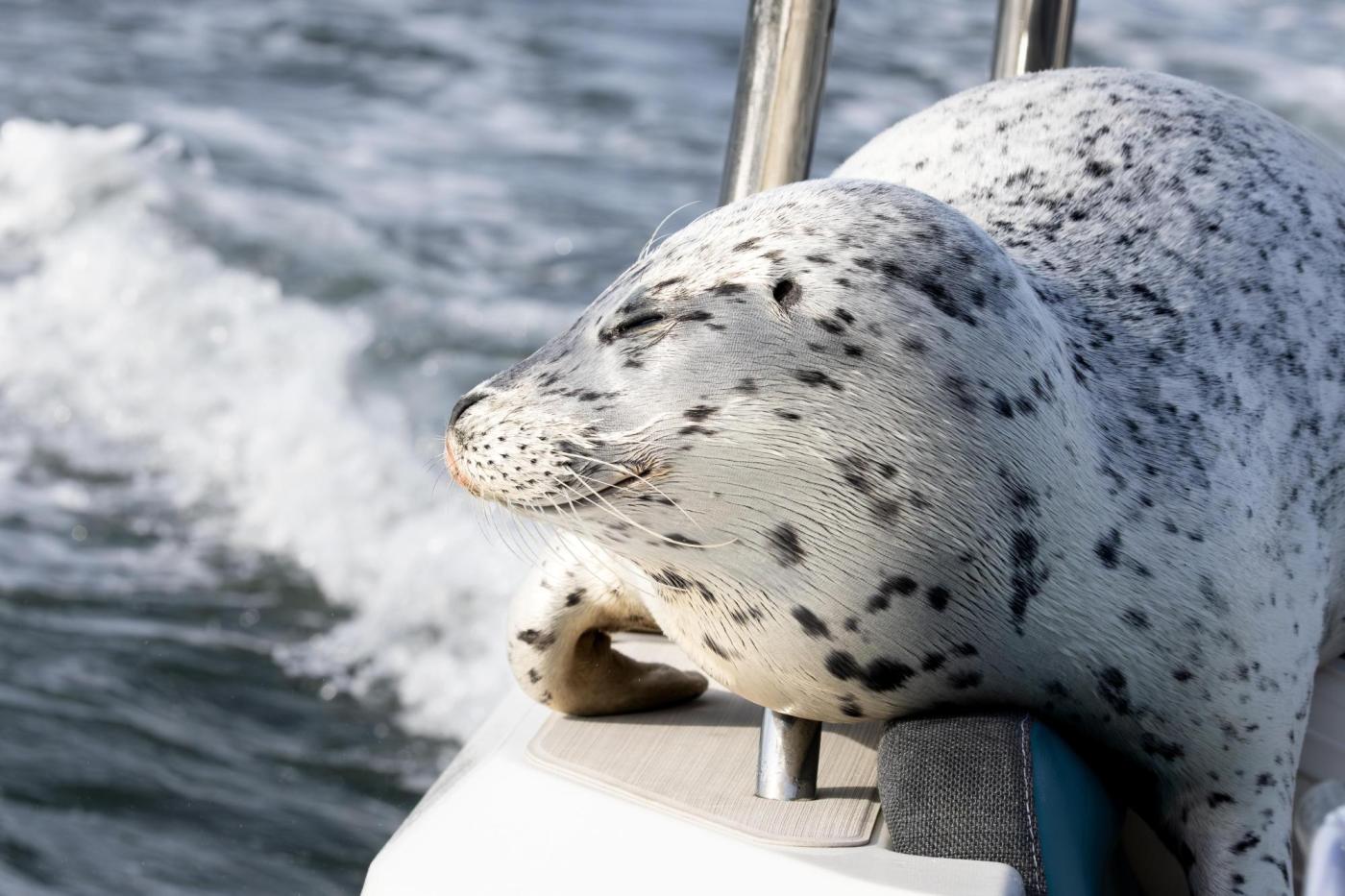 Seal escapes orca hunt by jumping onto photographer’s boat