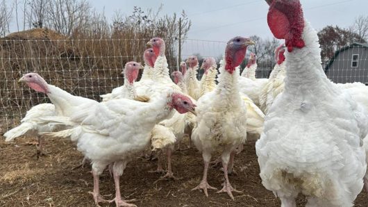 Stores keep prices down in a tough year for turkeys. Other Thanksgiving foods may cost more