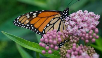 Trump administration revives rollbacks of species protections from first term