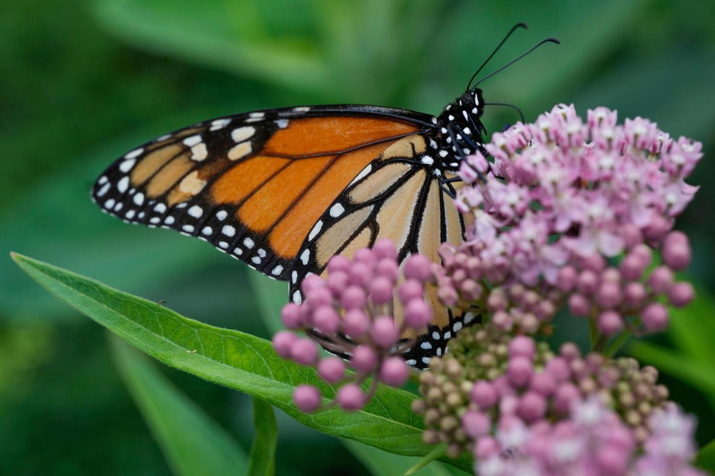 Trump administration revives rollbacks of species protections from first term