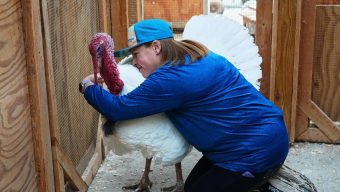 More families ‘adopt’ turkeys for Thanksgiving instead of eating them