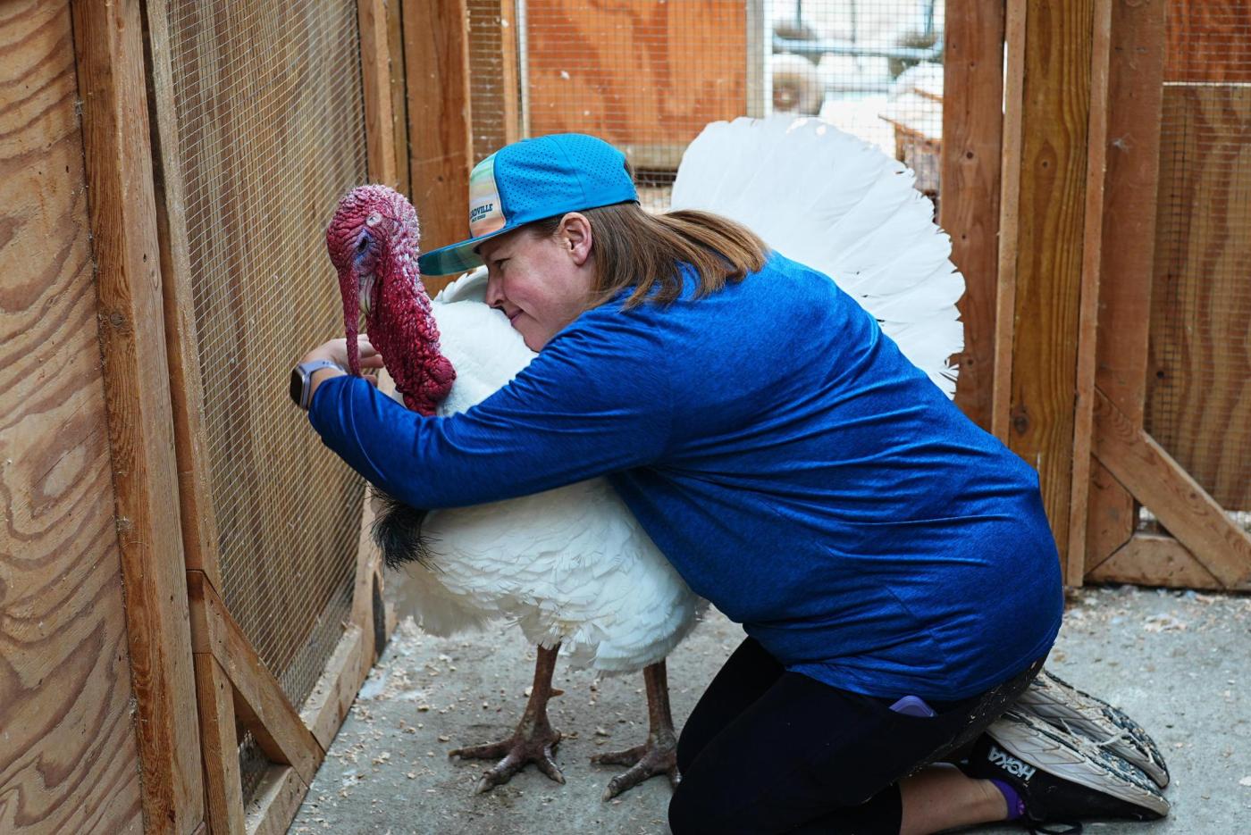 More families ‘adopt’ turkeys for Thanksgiving instead of eating them