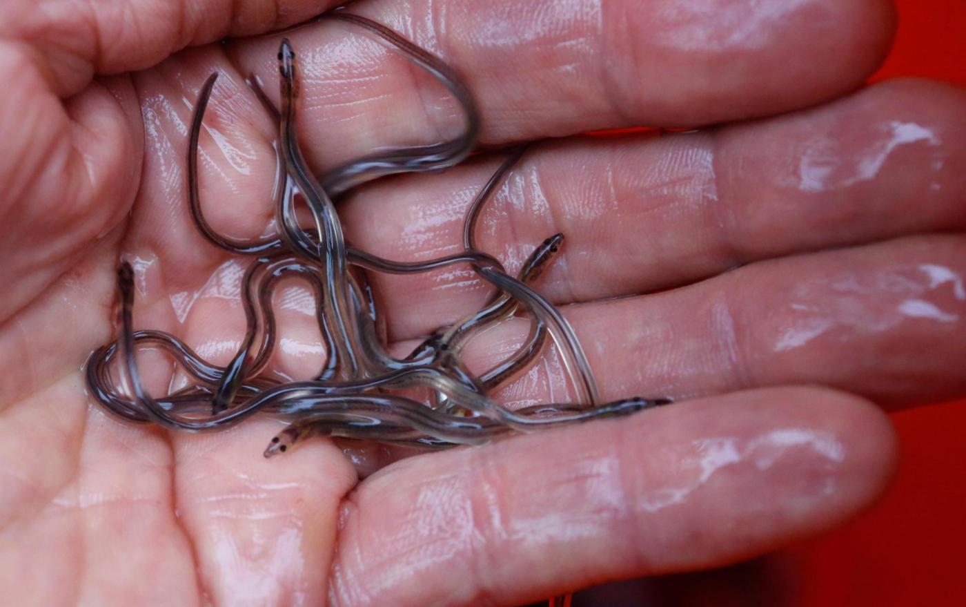 Eel populations are falling, and new protections were defeated. Japan and the US opposed them