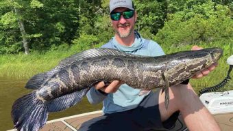 California: Scientists Spot Dangerous ‘Snakehead Fish’ Capable of Surviving on Land