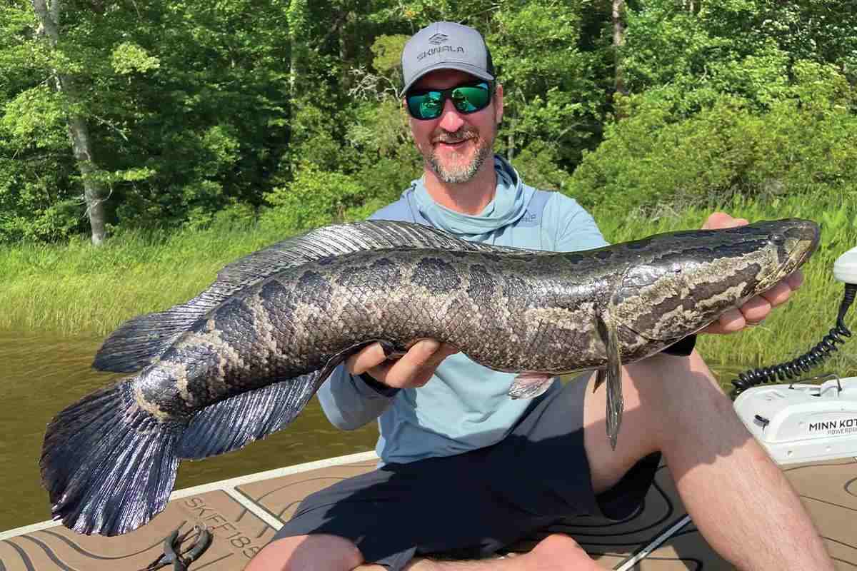 California: Scientists Spot Dangerous ‘Snakehead Fish’ Capable of Surviving on Land