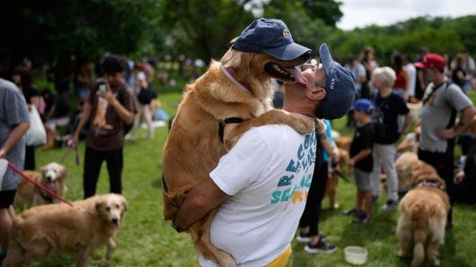 A symphony of woofs: This is what happens when 2,397 golden retrievers gather in an Argentina park