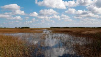 It’s been 25 years since America decided to save the Everglades. Where do we stand?