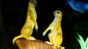 Things to do in the San Fernando Valley, LA area, Dec. 11-19