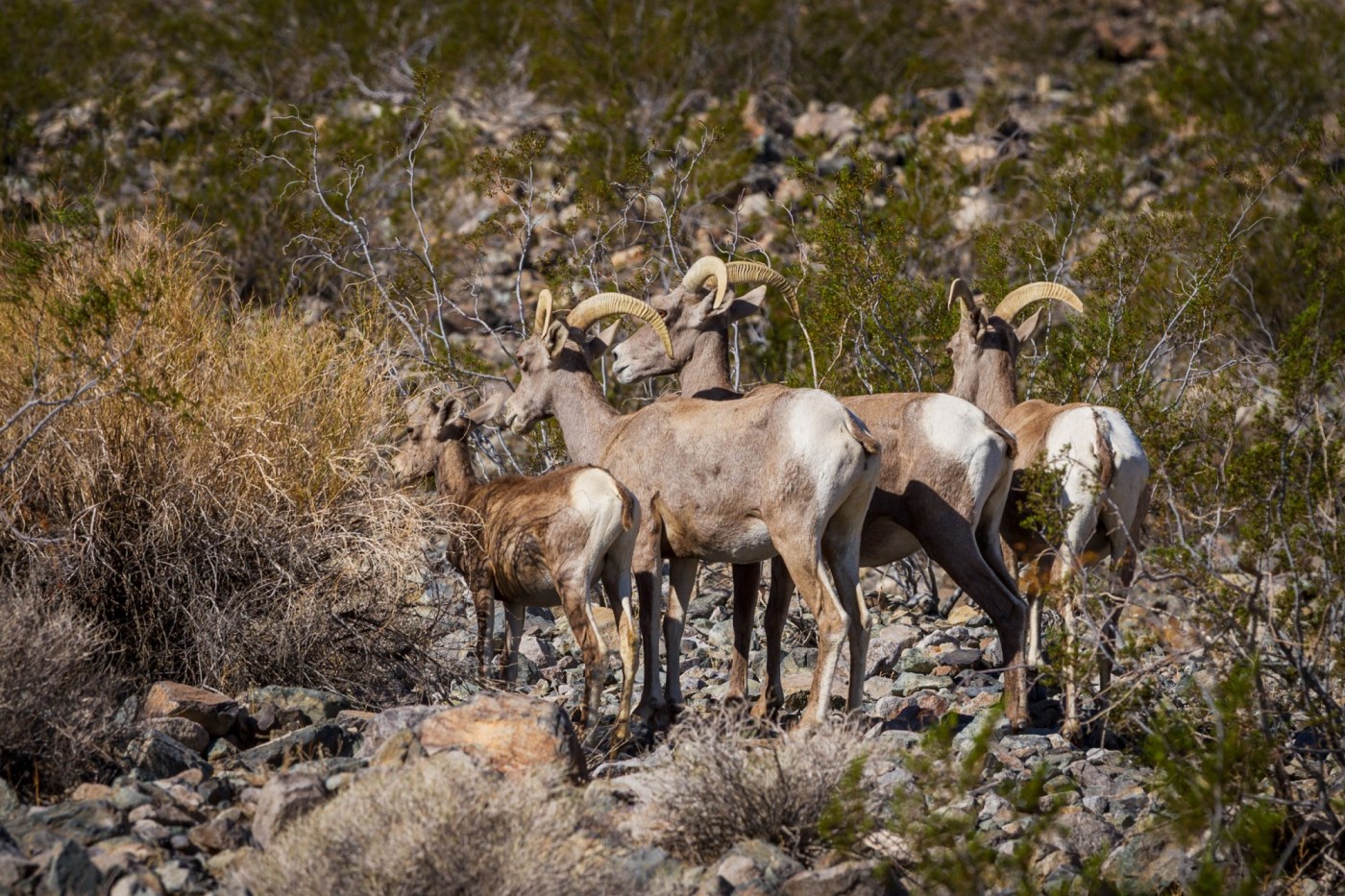 New law revives dormant plans for solar plant near Mojave National Preserve