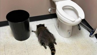 Raccoon goes on drunken rampage in Virginia liquor store and passes out on bathroom floor